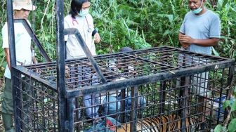 Sempat Bikin Geger, Harimau Mangsa Remaja di Siak Akhirnya Tertangkap