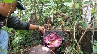 Bunga Bangkai Suweg Kembali Mekar di Lereng Bukit Sulap