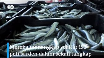 Sardine Run, Fenomena Panen Jutaan Ikan Sarden di Pantai Afrika Selatan