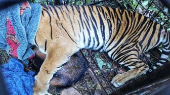 Harimau yang Terkam Remaja di Siak Kakinya Membusuk Bekas Jerat