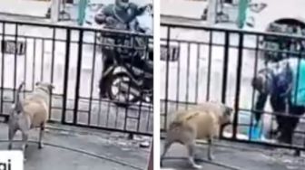Top Viral: Dapat Orderan Kasih Makan Anjing, Aksi Emak-Emak Angkat Rok Bikin Salfok
