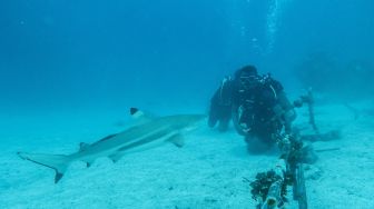 Wisatawan menyaksikan Hiu Sirip Hitam (Carcharhinus limbatus) saat melakukan penyelaman bersama pemandu dari pusat selam "Shark Diving Indonesia" di perairan Pulau Mitita, Morotai, Maluku Utara, Kamis (9/9/2021).  ANTARA FOTO/Muhammad Adimaja