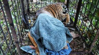 Harimau Mangsa Remaja Sudah Ditangkap, Warga Teluk Lanus Masih Cemas