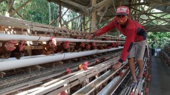 Respon Bentang Poster di Blitar, Peternak Ayam Magelang: Jagung Dicari Seperti Emas