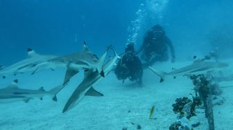 Sensasi Menyelam Bersama Ikan Hiu di Perairan Pulau Mitita