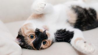 7 Fakta Pecinta Kucing menurut Sifat dan Kepribadian