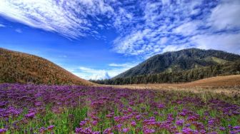 7 Gunung Jawa dengan Sabana Indah
