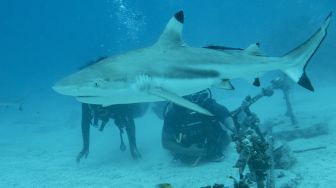 Wisatawan menyaksikan Hiu Sirip Hitam (Carcharhinus limbatus) saat melakukan penyelaman bersama pemandu dari pusat selam "Shark Diving Indonesia" di perairan Pulau Mitita, Morotai, Maluku Utara, Kamis (9/9/2021).  ANTARA FOTO/Muhammad Adimaja