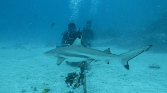 Wisatawan menyaksikan Hiu Sirip Hitam (Carcharhinus limbatus) saat melakukan penyelaman bersama pemandu dari pusat selam "Shark Diving Indonesia" di perairan Pulau Mitita, Morotai, Maluku Utara, Kamis (9/9/2021).  ANTARA FOTO/Muhammad Adimaja