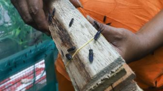 Petugas PPSU memperlihatkan lalat Black Soldier Fly (BSF) yang larvanya dibudidayakan di Kelurahan Kuningan Barat, Jakarta Selatan, Jumat (10/9/2021). [Suara.com/Alfian Winanto]