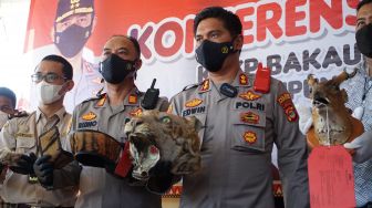 Polres Lampung Selatan Ungkap Penyelundupan Kulit Harimau Sumatera