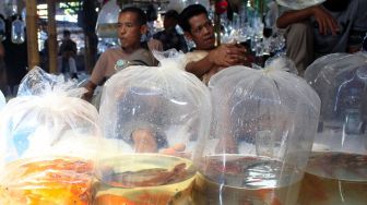 Pedagang  ikan hias menjajakan dagangngannya  di pasar ikan Parung, Bogor. Sabtu (11/9). [Suara.com/ Hilal Rauda Fiqry