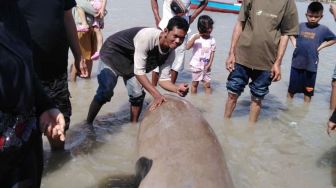 Dugong Ditemukan di Pantai Tanjung Bunga, Hendak Dijual Rp 5 Juta