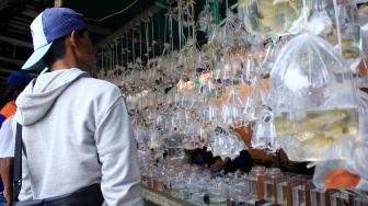 Pengunjung memilih ikan di Pasar ikan hias Parung, Bogor Sabtu (11/9).  [Suara.com/ Hilal Rauda Fiqry]