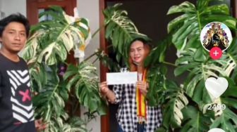 Viral, Warga Solo Beli Tanaman Monstera Variegata Seharga Rp 225 juta