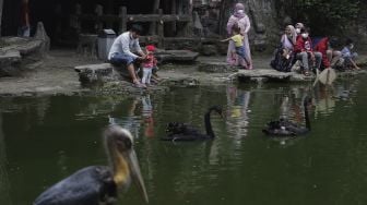 Pengunjung berinteraksi dengan koleksi burung di Taman Burung, Taman Mini Indonesia Indah (TMII), Jakarta, Minggu (12/9/2021). [Suara.com/Angga Budhiyanto]