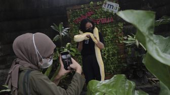 Pengunjung berfoto bersama seekor ular koleksi Taman Reptilia di Taman Mini Indonesia Indah (TMII), Jakarta, Minggu (12/9/2021). [Suara.com/Angga Budhiyanto]