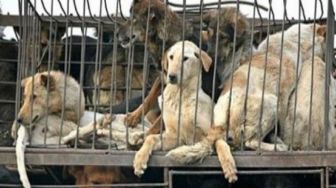 Selundupkan 78 Ekor, Pedagang Daging Anjing Divonis PN Wates 10 Bulan Penjara