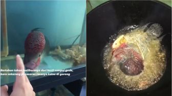 Viral Pria Nekat Goreng Ikan Hias Peliharaan, Videonya Ditonton 11 Juta Kali