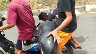 Viral Pemotor Boncengkan Paus Kepala Melon, BPSPL Denpasar Hubungi Pelaku