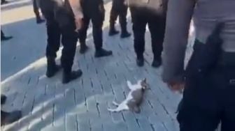 Gemas! Kucing Ikut Apel Pagi Sambil Goleran Jadi Pusat Perhatian Bapak-Bapak Polisi