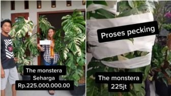 The Monstera Variegata, Tanaman Unik Investasi Bernilai Ratusan Juta