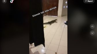 Bikin Jengkel, Biawak Numpang BAB di Tengah Rumah, Warganet: Wasabi Gratis!