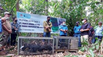 35 Ekor Burung Maleo Kembali Dilepasliarkan ESSA PT Panca Amara Utama