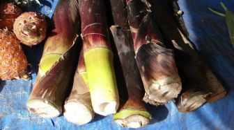 Dijadikan Bahan Utama Lumpia Semarang, Ini 5 Manfaat Rebung bagi Kesehatan