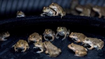 Katak duduk di dalam sebuah ban yang dijadikan peternakan darurat di kap salah satu taksi yang tidak berfungsi karena penurunan bisnis akibat COVID-19 di Bangkok, Thailand, pada (15/9/2021). [Jack TAYLOR / AFP]