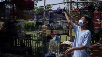 Berburu Burung Kicau di Pasar Burung Curug Tangerang