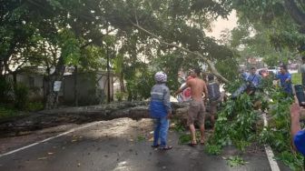 Diguyur Hujan Deras, Pohon di Rangkasbitung Tumbang Hingga Tutup Jalan dan Timpa Pemotor