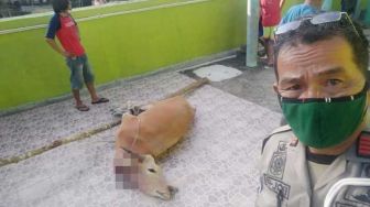 Sempat 'Buron' 2 Bulan, Sapi Kurban Kabur saat Iduladha Akhirnya Ditemukan