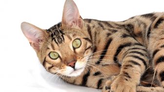 6 Alasan Kucing Mengeluarkan Air Liur, Pertanda Cemas hingga Kesakitan