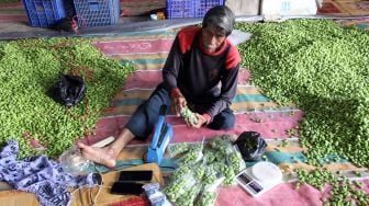 Sejumlah pekerja membungkus petai (Parkia speciosa) untuk diekspor ke Malaysia lewat Pelabuhan Rakyat Sungai Dumai, Riau, Rabu (22/9/2021). ANTARA FOTO/Aswaddy Hamid