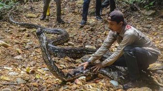 Tiga Sungai di Sragen Disinyalir Jadi Habitat Ular Piton