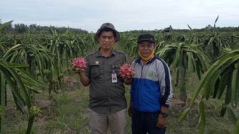 Mengenal Suhardik, Sosok Sukses di Balik Manisnya Buah Naga Asal Jawai Kabupaten Sambas