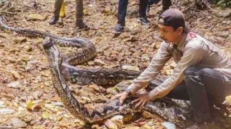 Duh! Ular Piton 9 Meter Ditemukan di Kebun Sawit