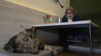 Pengunjung menikmati minuman di Kopi Cat Cafe, Kemang, Jakarta, Kamis (23/9/2021). [Suara.com/Angga Budhiyanto]