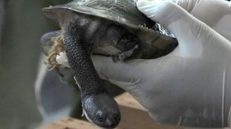 Belasan Kura-kura Leher Ular Dipulangkan dari Singapura ke Rote
