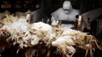 Flu Burung Mewabah, Belanda Bakal Musnahkan 190 Ribu Ekor Ayam