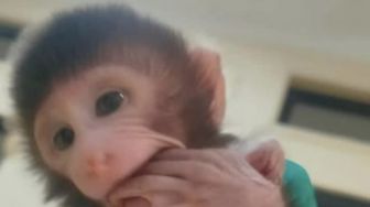 Petugas Gagalkan Penyelundupan 13 Ekor Monyet asal Bandar Lampung