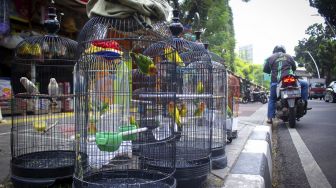 Sejumlah burung yang dijual di Pasar Barito, Jakarta, Jumat (24/9/2021). [Suara.com/Hilal Rauda Fiqry]