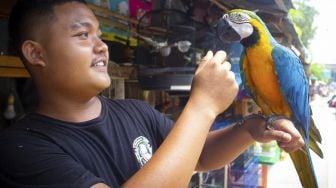 Berburu Hewan Peliharaan di Pasar Barito