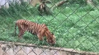 Harimau Kurus Makan Rumput di Medan Zoo Diduga Cacingan