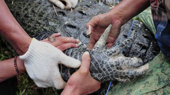 Petugas Balai Konservasi Sumber Daya Alam (BKSDA) Jambi, bersama aparat kepolisian, TNI dan warga mengevakuasi seekor buaya muara (Crocodylus porosus) dari Penangkaran Buaya Kebon Sembilan, Muarojambi, Jambi, Sabtu (25/9/2021). [ANTARA FOTO/Wahdi Septiawan]