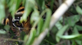 Tiga Ekor Harimau Berkeliaran di Kebun Warga Solok Selatan