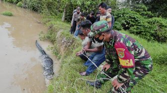 Petugas Balai Konservasi Sumber Daya Alam (BKSDA) Jambi, bersama aparat kepolisian, TNI dan warga mengevakuasi seekor buaya muara (Crocodylus porosus) dari Penangkaran Buaya Kebon Sembilan, Muarojambi, Jambi, Sabtu (25/9/2021). [ANTARA FOTO/Wahdi Septiawan]