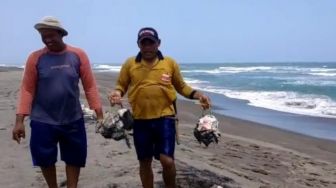 Hiu Tutul 2 Ton Terdampar di Pantai Cianjur Selatan Jadi Santapan Warga