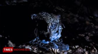 Macan Tutul Jawa Bertahan dari Kepunahan, Masih Ada Puluhan di Sejumlah Lokasi